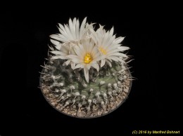 Turbinicarpus schmiedickeanus ssp. klinkerianus 1607